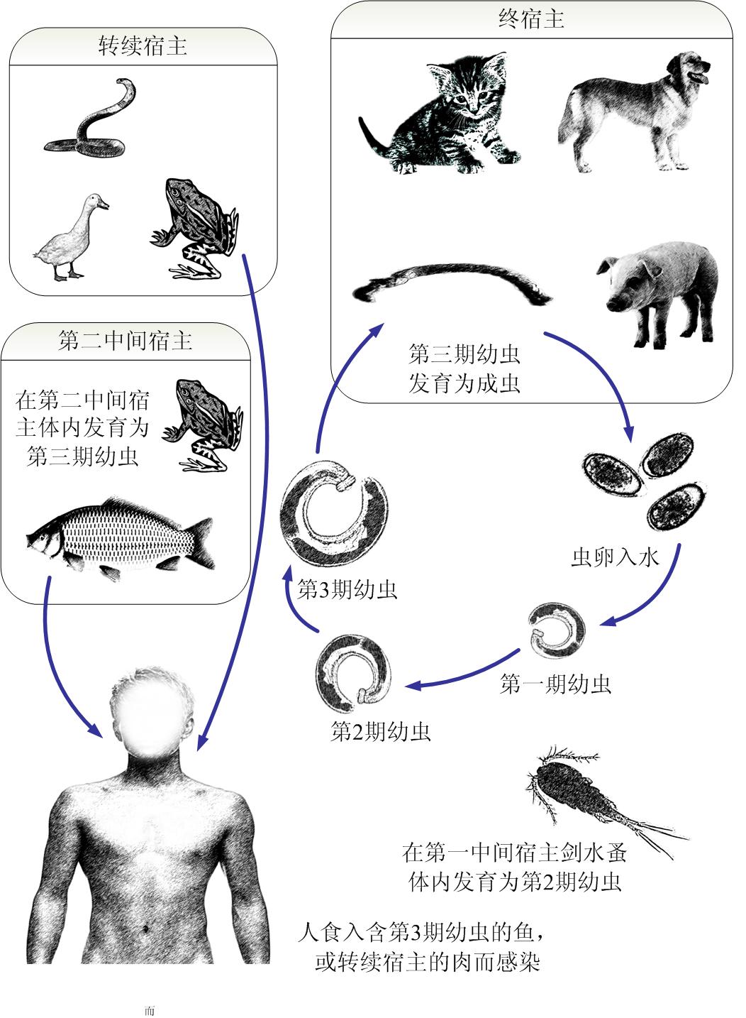 颚口线虫病