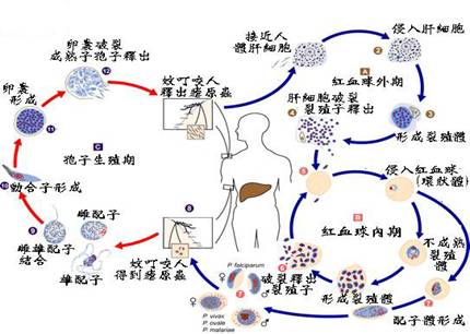 Plasmodium_life.jpg