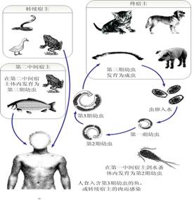 棘颚口线虫生活史