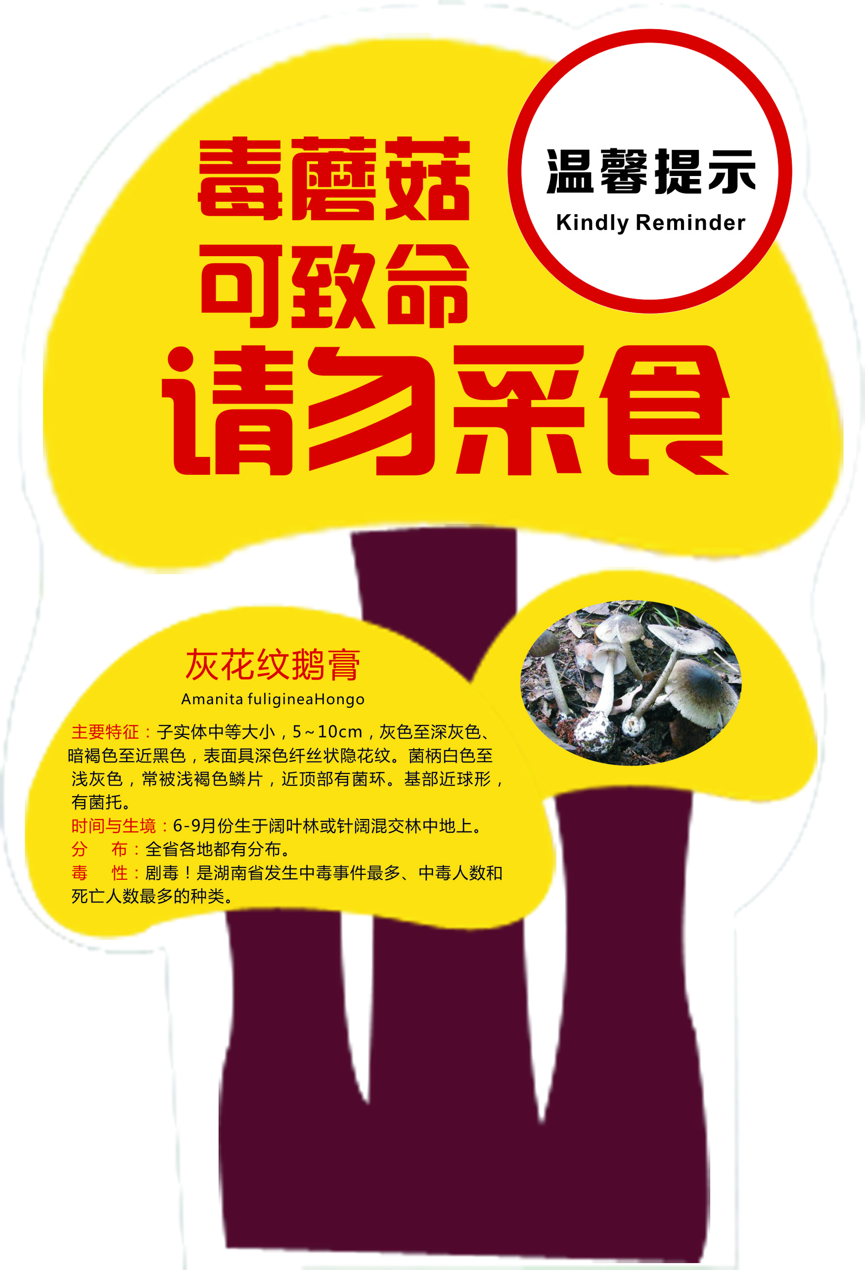 毒蘑菇进山提示牌-灰花纹鹅膏.jpg